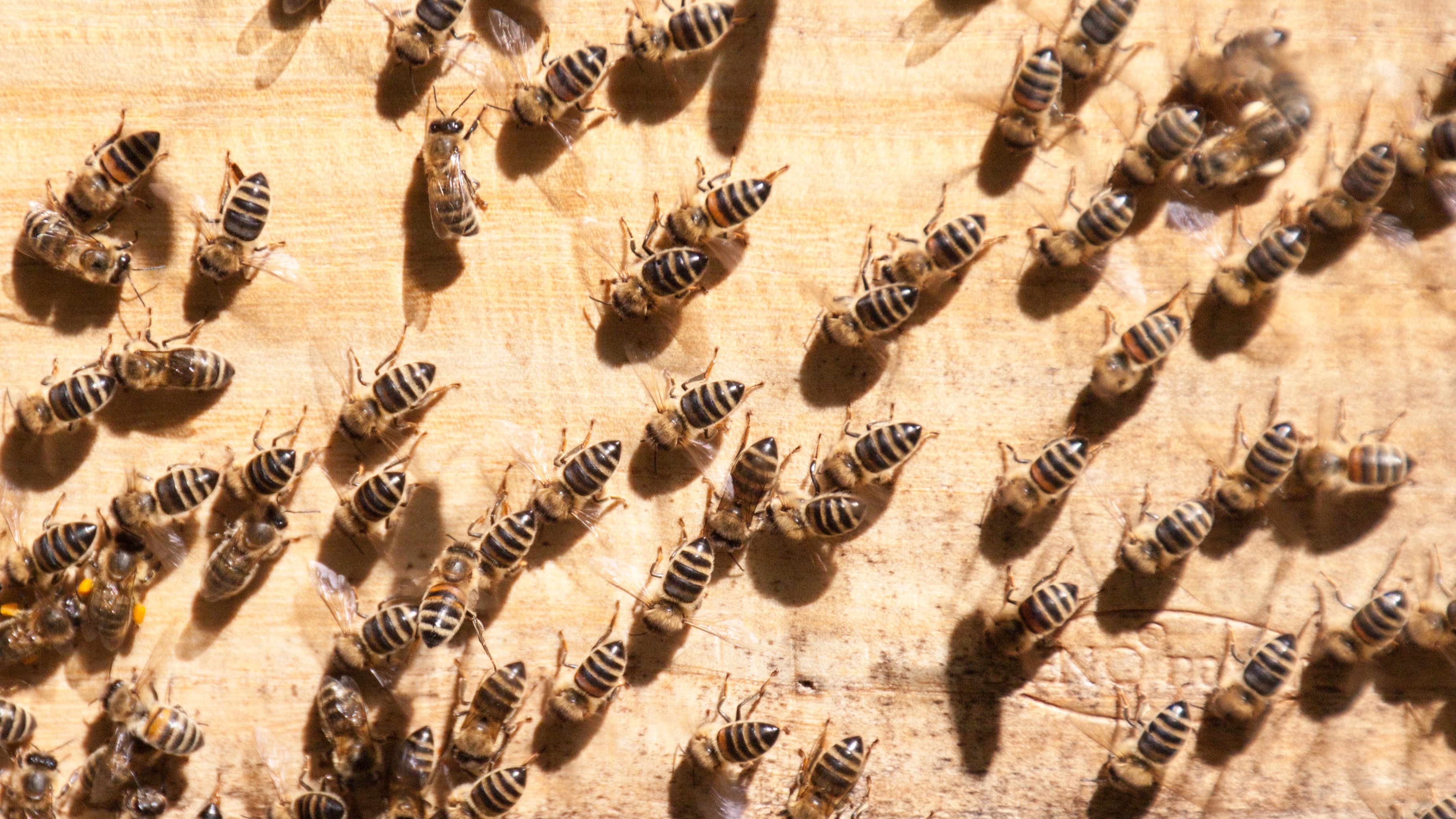 Bienen fächeln Luft zur Kühlung